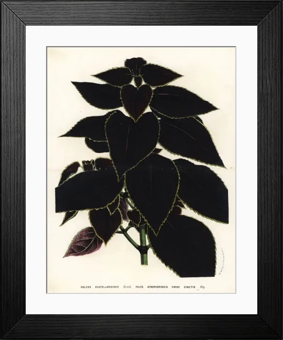 Framed Print : Painted nettle, Plectranthus scutellarioides Framed Print : Painted nettle, Plectranthus scutellarioides
