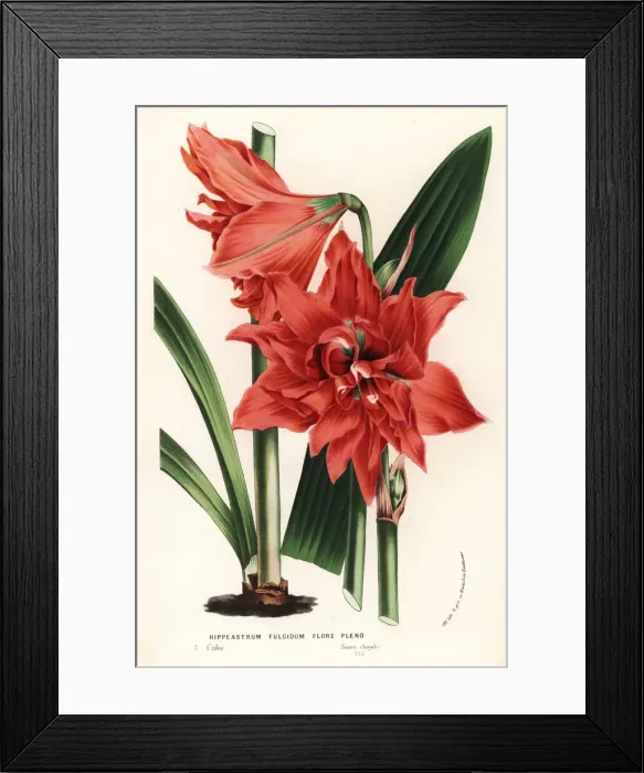 Framed Print : Hippeastrum reginae Framed Print : Hippeastrum reginae