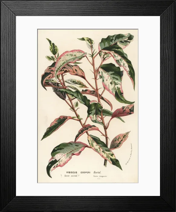 Framed Print : Chinese hibiscus, Hibiscus rosa-sinensis Framed Print : Chinese hibiscus, Hibiscus rosa-sinensis