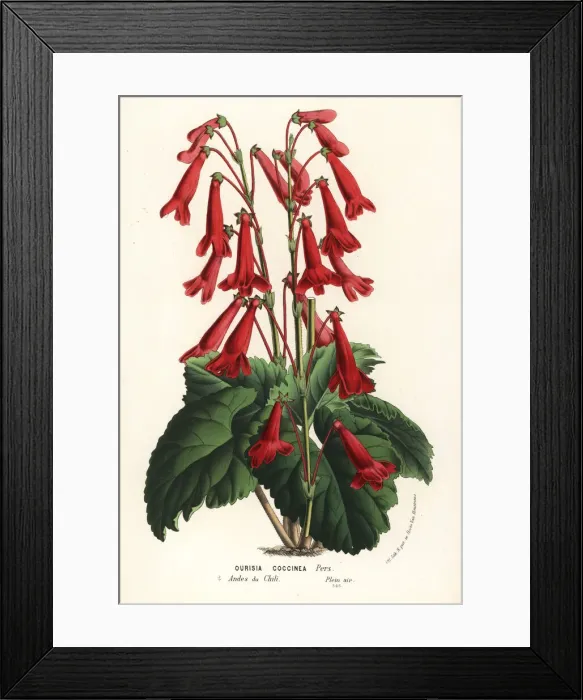Framed Print : Scarlet ourisia, Ourisia coccinea Framed Print : Scarlet ourisia, Ourisia coccinea
