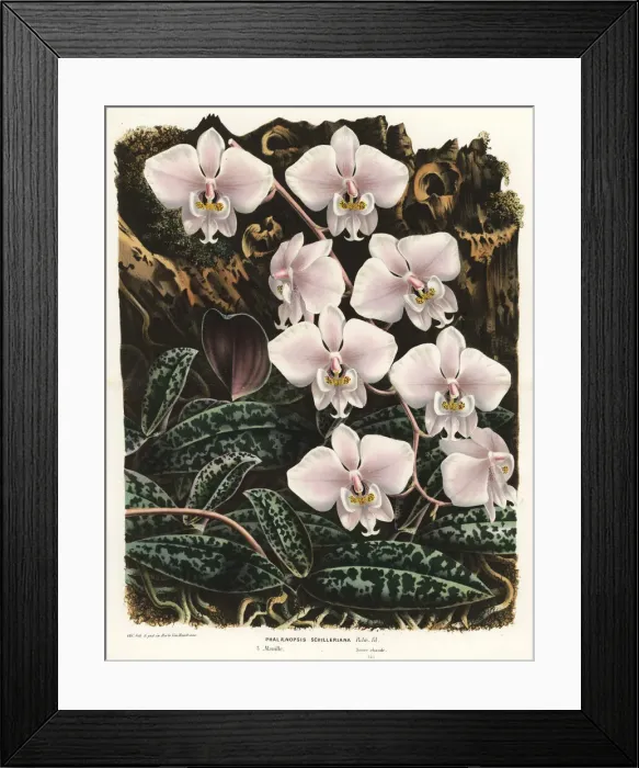 Framed Print : Moth orchid, Phalaenopsis schilleriana Framed Print : Moth orchid, Phalaenopsis schilleriana
