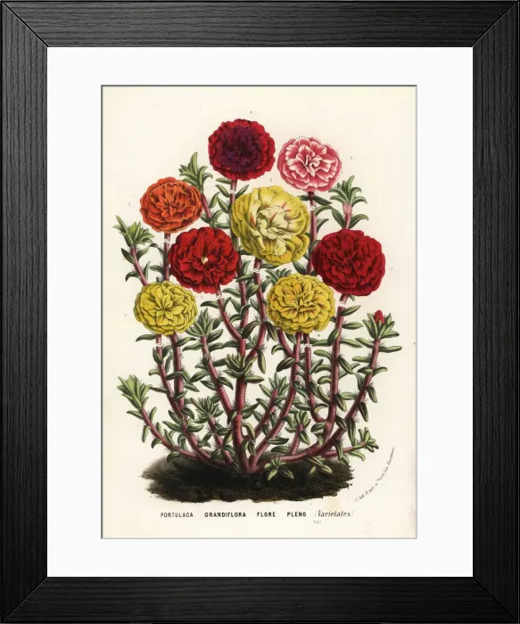 Framed Print : Mexican rose varieties, Portulaca grandiflora flore pleno Framed Print : Mexican rose varieties, Portulaca grandiflora flore pleno