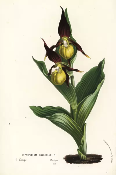 Lady s-slipper orchid, Cypripedium calceolus