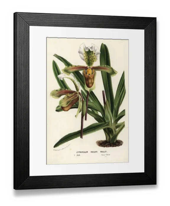 Framed Print : Paphiopedilum insigne orchid Framed Print : Paphiopedilum insigne orchid