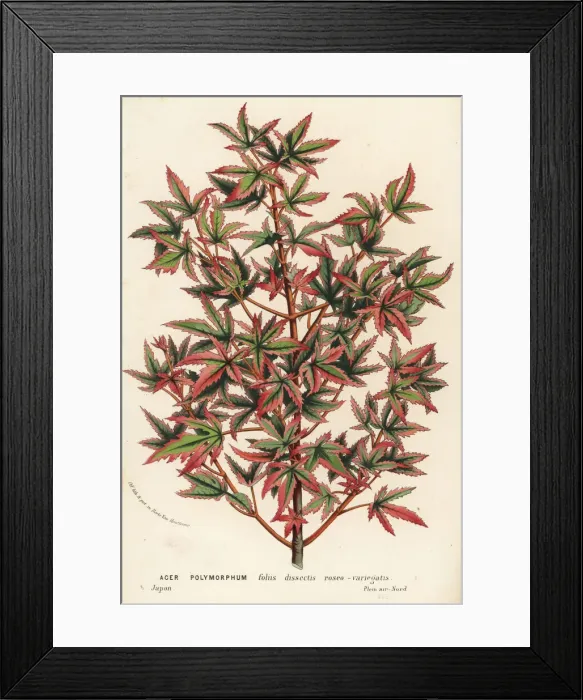 Framed Print : Japanese maple, Acer palmatum Framed Print : Japanese maple, Acer palmatum