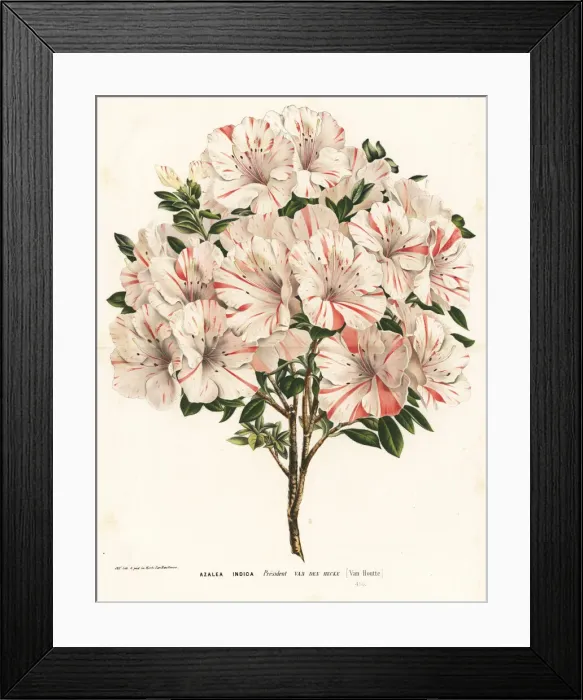 Framed Print : Azalea cultivar, President van den Hecke Framed Print : Azalea cultivar, President van den Hecke