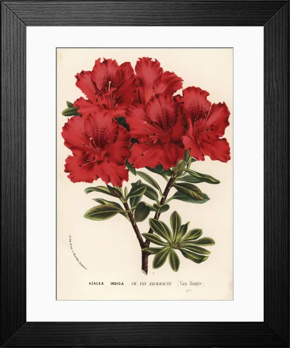 Framed Print : Azalea cultivar, Charles van Eeckhaute, Rhododendron indicum Framed Print : Azalea cultivar, Charles van Eeckhaute, Rhododendron indicum