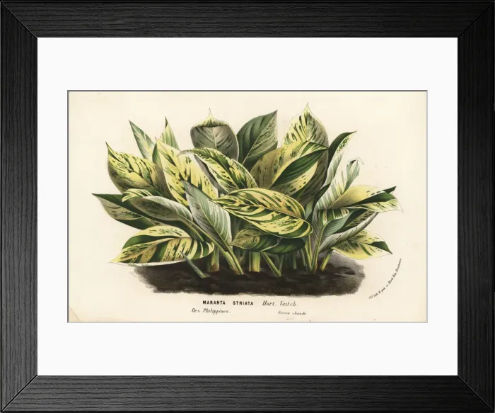 Framed Print : Striped prayer plant, Maranta striata Framed Print : Striped prayer plant, Maranta striata