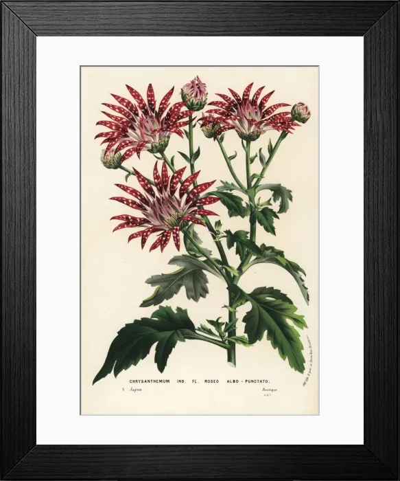 Framed Print : White-spotted chrysanthemum variety, Chrysanthemum indicum Framed Print : White-spotted chrysanthemum variety, Chrysanthemum indicum