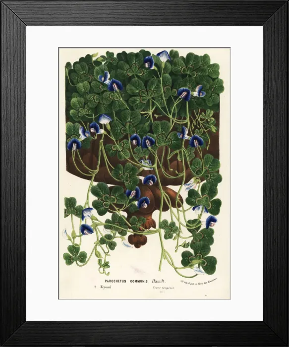 Framed Print : Shamrock pea or blue oxalis, Parochetus communis Framed Print : Shamrock pea or blue oxalis, Parochetus communis