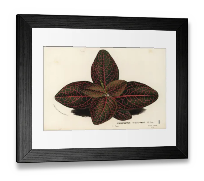 Framed Print : Nerve plant or mosaic plant, Fittonia albivenis Framed Print : Nerve plant or mosaic plant, Fittonia albivenis