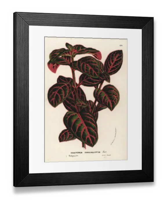 Framed Print : Eranthemum sanguinolentum Framed Print : Eranthemum sanguinolentum