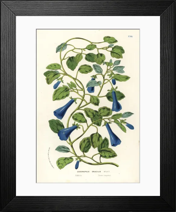 Framed Print : Slender bonnet bellflower, Codonopsis gracilis Framed Print : Slender bonnet bellflower, Codonopsis gracilis
