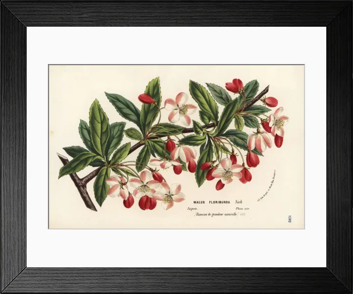 Framed Print : Japanese flowering crabapple, Malus floribunda Framed Print : Japanese flowering crabapple, Malus floribunda
