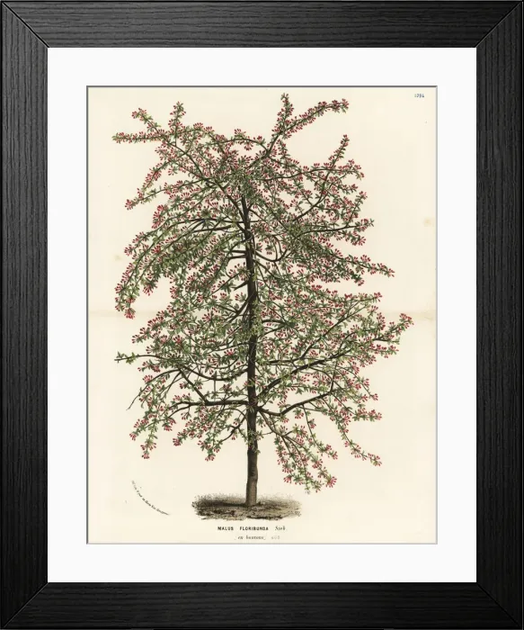 Framed Print : Japanese flowering crabapple, Malus floribunda Framed Print : Japanese flowering crabapple, Malus floribunda