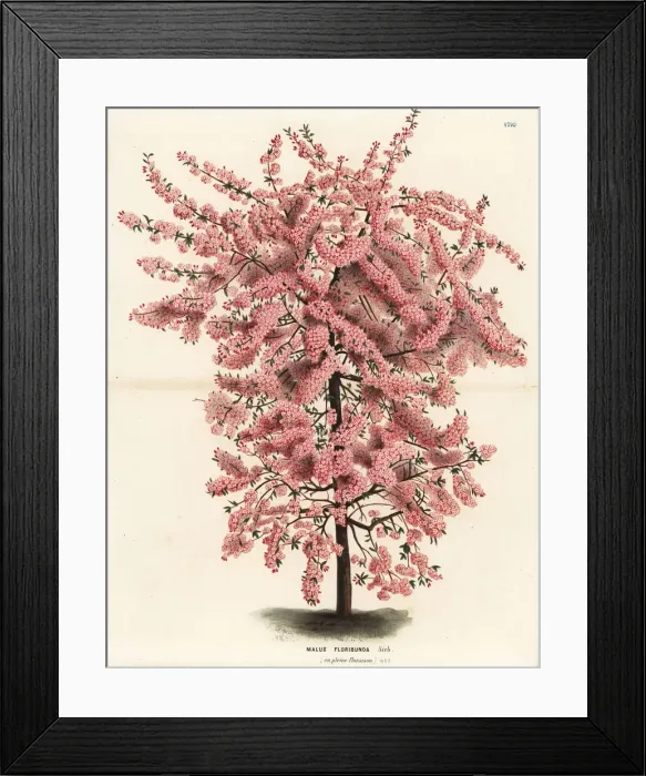 Framed Print : Japanese flowering crabapple, Malus floribunda