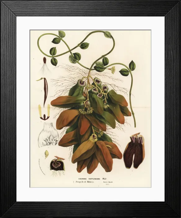 Framed Print : Malayan urn vine, Dischidia major Framed Print : Malayan urn vine, Dischidia major