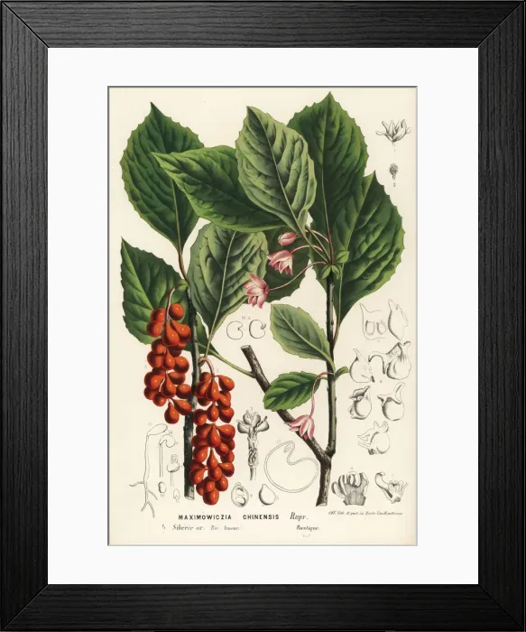 Framed Print : Five-flavor berry, Schisandra chinensis Framed Print : Five-flavor berry, Schisandra chinensis