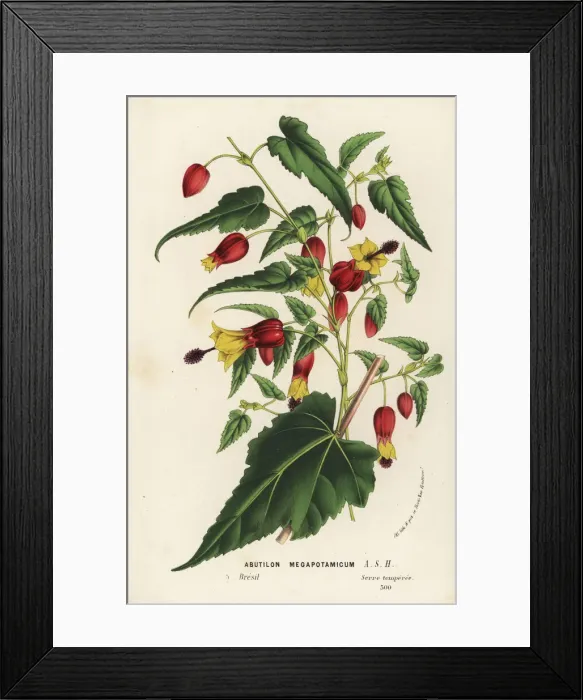 Framed Print : Trailing abutilon, Abutilon megapotamicum Framed Print : Trailing abutilon, Abutilon megapotamicum