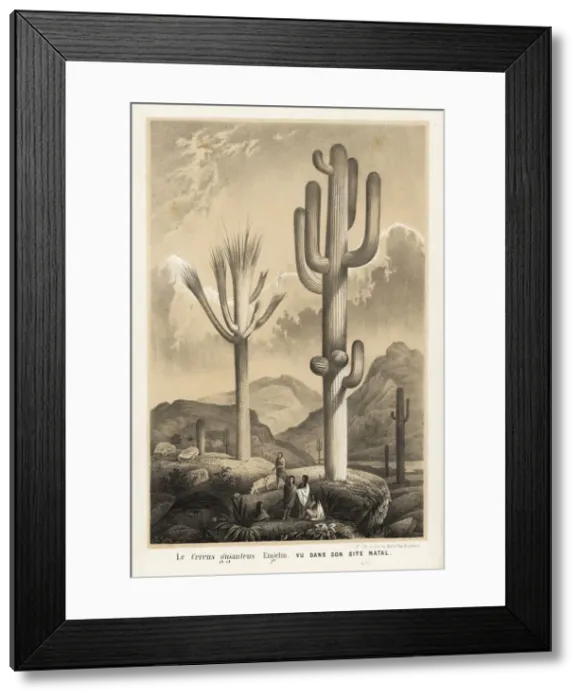Framed Print : Saguaro cactus, Carnegiea gigantea Framed Print : Saguaro cactus, Carnegiea gigantea