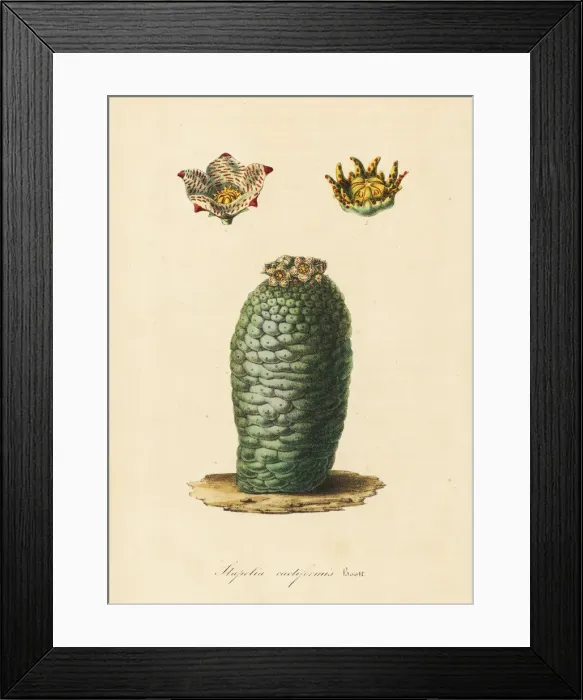 Framed Print : Lavrania cactiformis Framed Print : Lavrania cactiformis