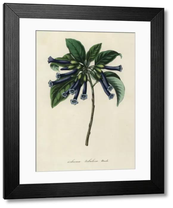 Framed Print : Violet churcu, Iochroma cyaneum Framed Print : Violet churcu, Iochroma cyaneum