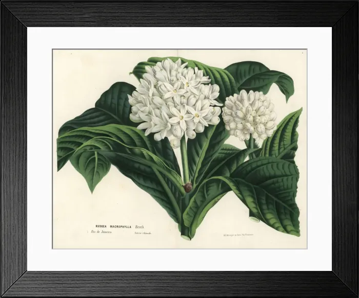 Framed Print : Rudgea macrophylla Framed Print : Rudgea macrophylla