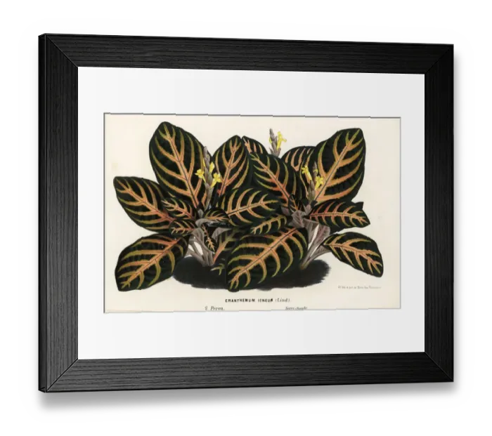 Framed Print : Aphelandra maculata Framed Print : Aphelandra maculata