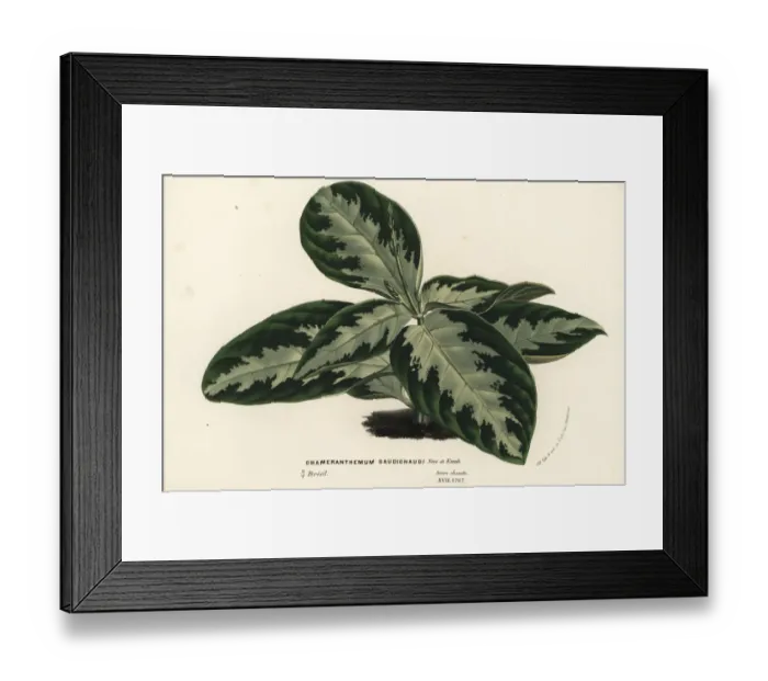 Framed Print : Chamaeranthemum beyrichii var. rotundifolium Framed Print : Chamaeranthemum beyrichii var. rotundifolium