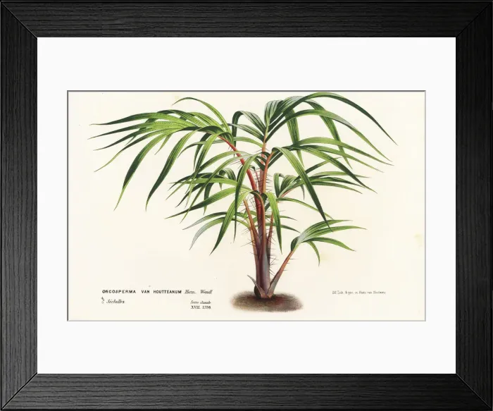 Framed Print : Palm tree, Nephrosperma vanhoutteanum Framed Print : Palm tree, Nephrosperma vanhoutteanum