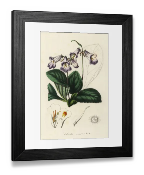 Framed Print : Primulina dryas Framed Print : Primulina dryas