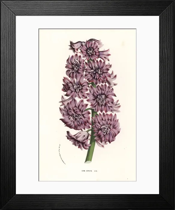 Framed Print : Hyacinth variety, Van Speyk, Hyacinthus orientalis Framed Print : Hyacinth variety, Van Speyk, Hyacinthus orientalis