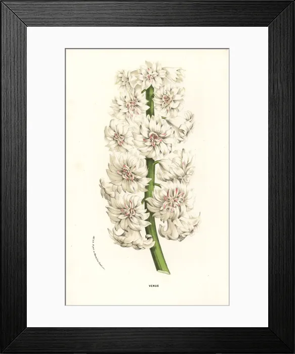 Framed Print : Hyacinth variety, Venus, Hyacinthus orientalis Framed Print : Hyacinth variety, Venus, Hyacinthus orientalis
