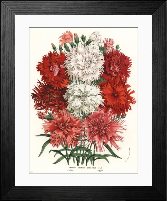 Framed Print : China pink variety, Dianthus chinensis Framed Print : China pink variety, Dianthus chinensis