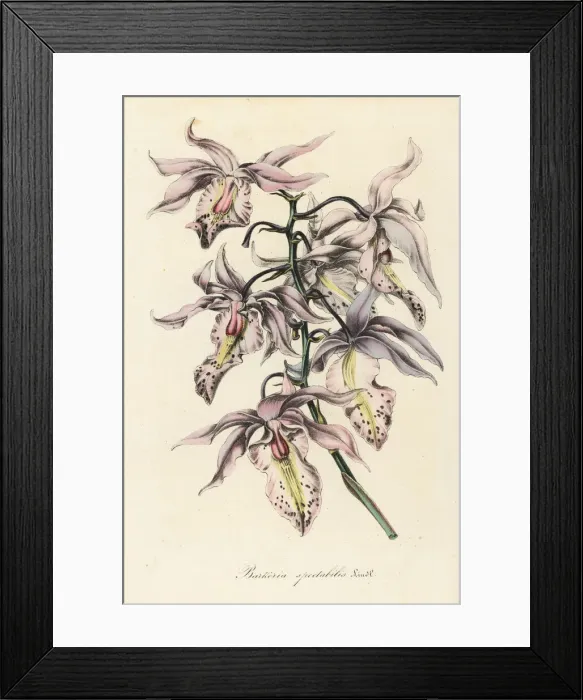 Framed Print : Showy barkeria orchid, Barkeria spectabilis Framed Print : Showy barkeria orchid, Barkeria spectabilis