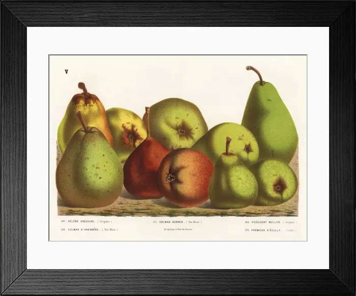 Framed Print : Pear varieties Framed Print : Pear varieties