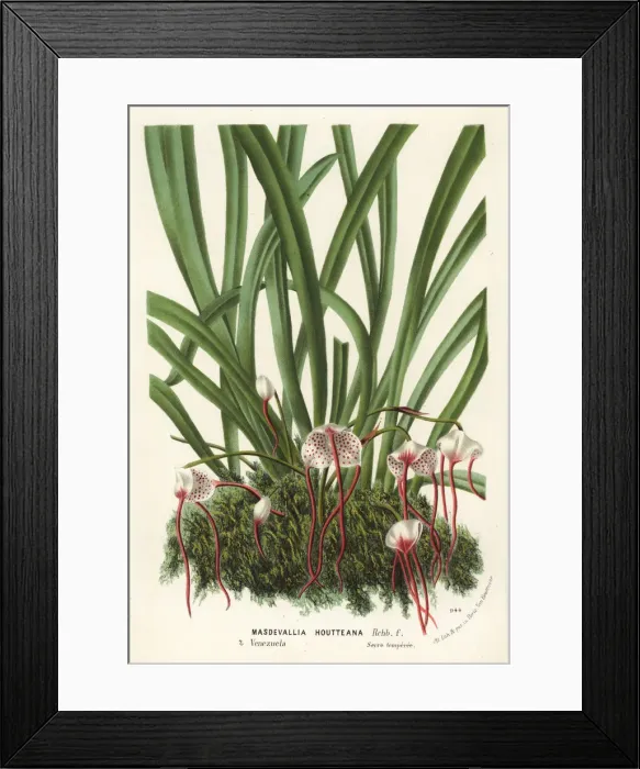 Framed Print : Dracula houtteana orchid Framed Print : Dracula houtteana orchid