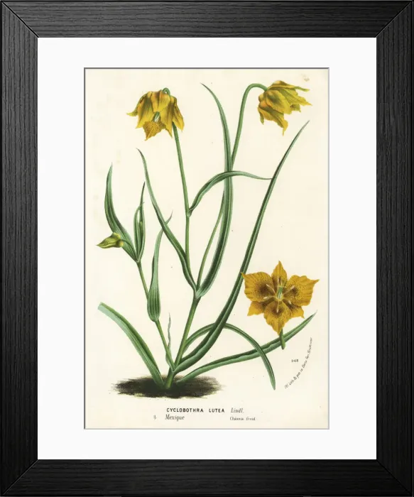 Framed Print : Yellow mariposa lily, Calochortus luteus Framed Print : Yellow mariposa lily, Calochortus luteus