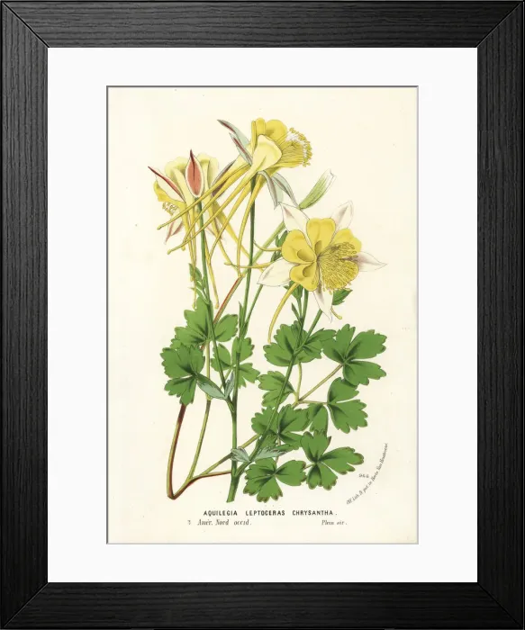 Framed Print : Golden columbine, Aquilegia chrysantha Framed Print : Golden columbine, Aquilegia chrysantha