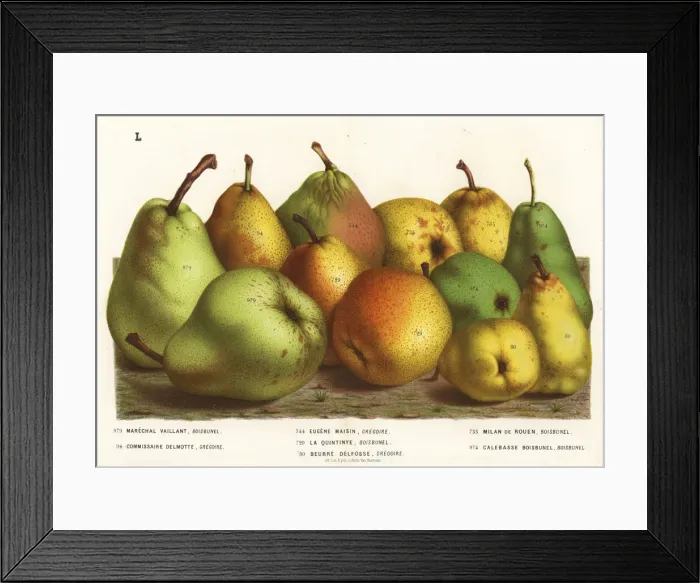 Framed Print : Pear varieties Framed Print : Pear varieties