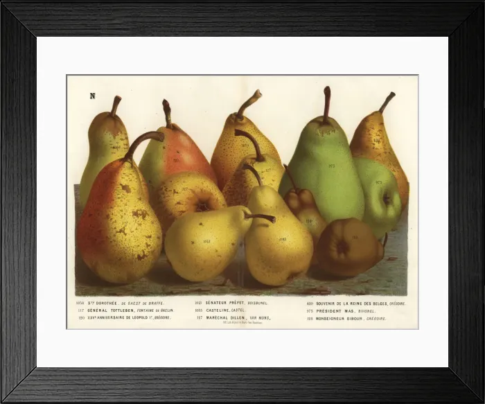 Framed Print : Pear varieties Framed Print : Pear varieties