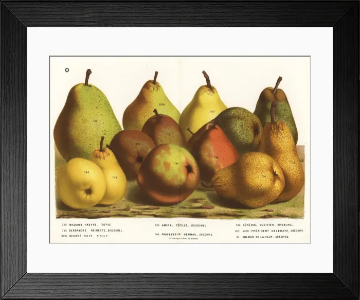 Framed Print : Pear varieties Framed Print : Pear varieties