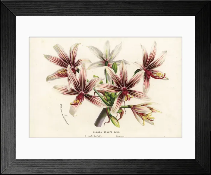 Framed Print : Placea ornata, native to Chile Framed Print : Placea ornata, native to Chile