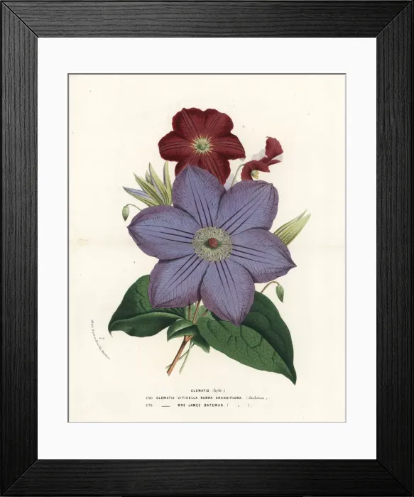 Framed Print : Clematis hybrids, Clematis viticella Framed Print : Clematis hybrids, Clematis viticella