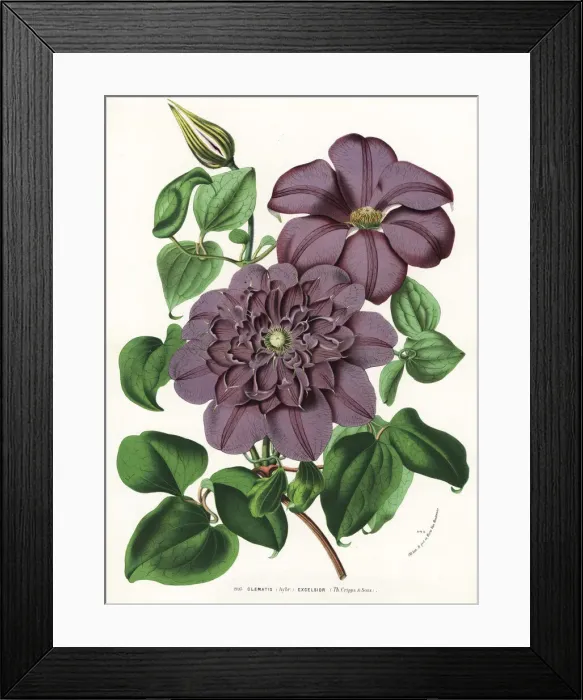 Framed Print : Clematis excelsior hybrid Framed Print : Clematis excelsior hybrid