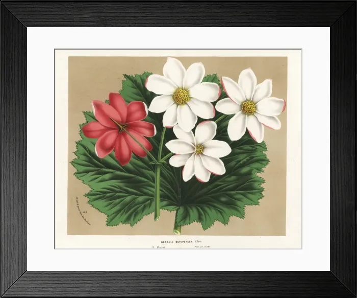 Framed Print : Begonia octopetala Framed Print : Begonia octopetala