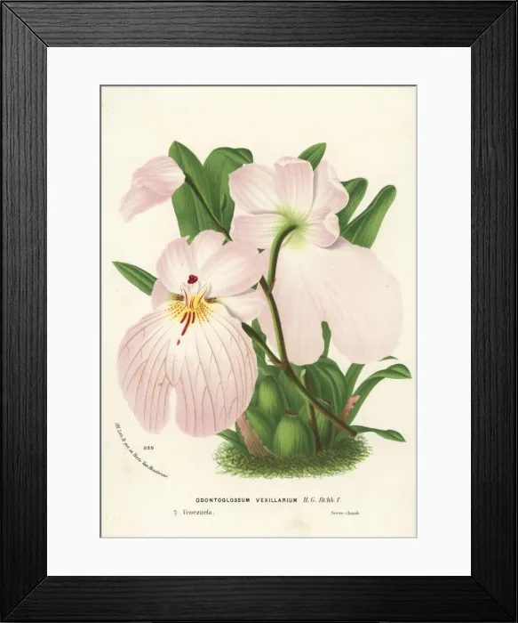 Framed Print : Flag-like miltoniopsis orchid, Miltoniopsis vexillaria Framed Print : Flag-like miltoniopsis orchid, Miltoniopsis vexillaria