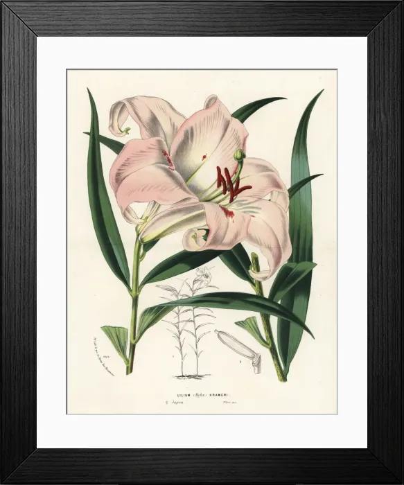 Framed Print : Bamboo lily or sasayuri hybrid, Lilium japonicum Framed Print : Bamboo lily or sasayuri hybrid, Lilium japonicum