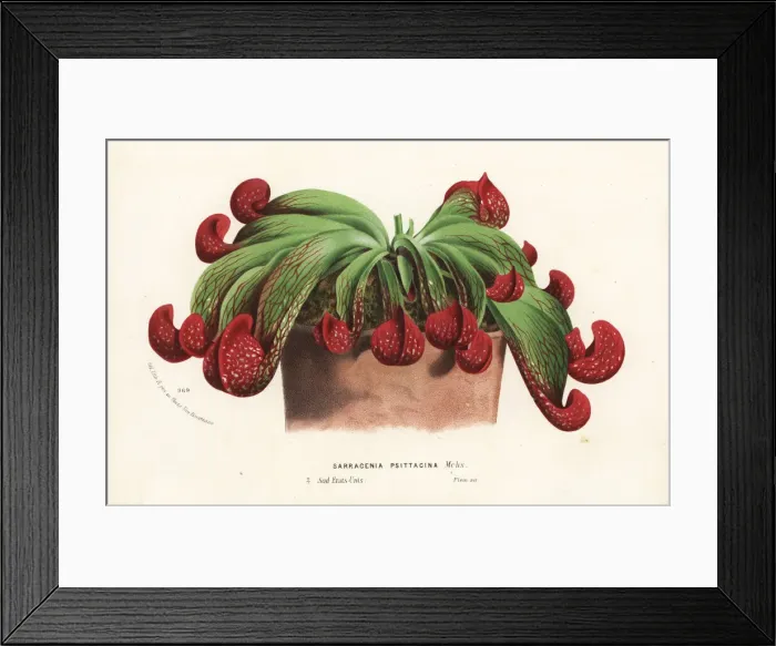 Framed Print : Parrot pitcher plant, Sarracenia psittacina Framed Print : Parrot pitcher plant, Sarracenia psittacina