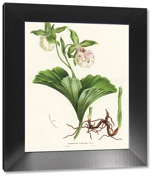 Japanese cypripedium orchid, Cypripedium japonicum